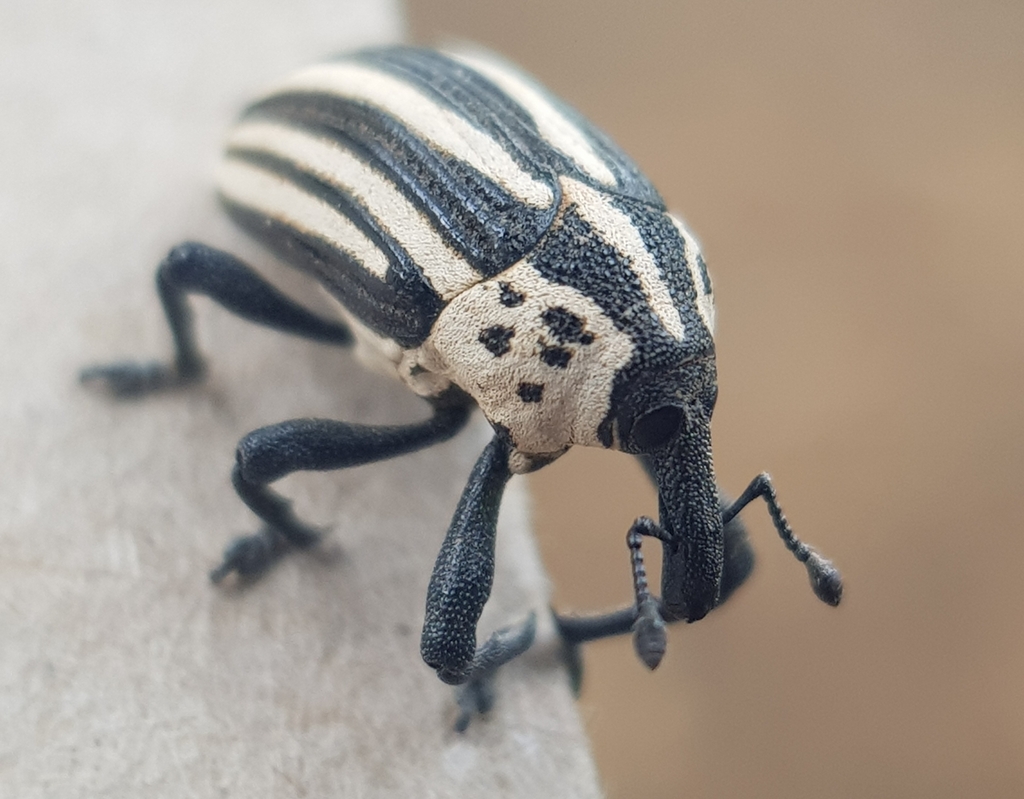 Mecysolobini