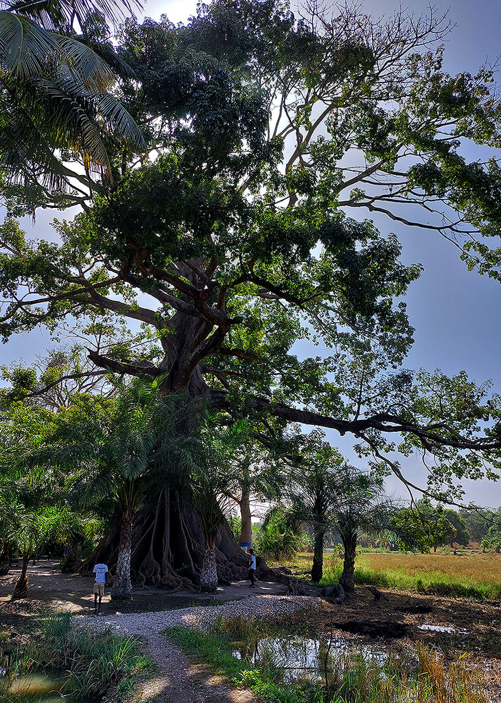 Kapok Tree from Daranka, West Coast Region, The Gambia on 04 January ...