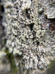 Buellia griseovirens