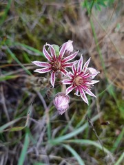 Sempervivum caucasicum