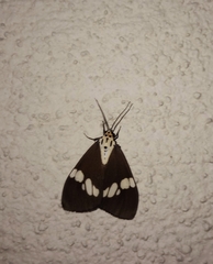 Nyctemera lacticinia