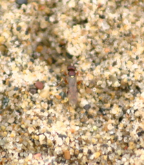 Cratichneumon annulatipes