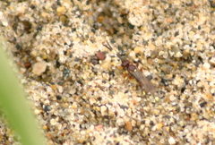 Cratichneumon annulatipes