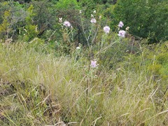 Centaurea scabiosa
