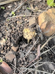 Coprinellus bipellis