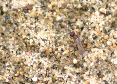Cratichneumon annulatipes
