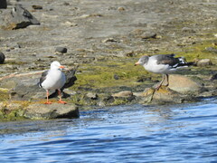 Leucophaeus scoresbii