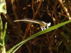 Platycnemis dealbata