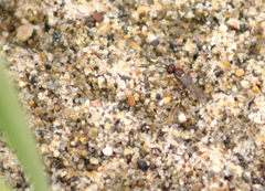 Cratichneumon annulatipes
