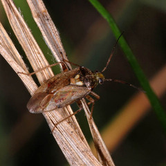 Lygus rugulipennis