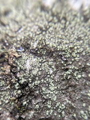 Buellia griseovirens