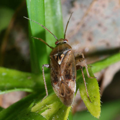 Lygus rugulipennis