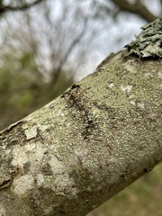 Buellia griseovirens