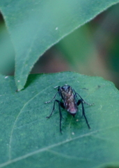 Macremphytus tarsatus