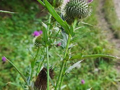 Cirsium ciliatum