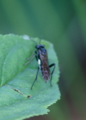 Macremphytus tarsatus