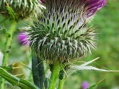 Cirsium ciliatum
