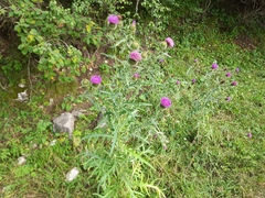Cirsium ciliatum