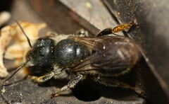 Osmia caerulescens