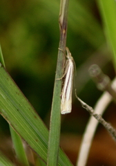 Crambus laqueatellus