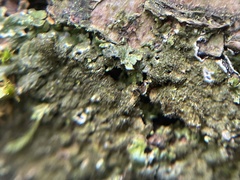 Melanelixia glabratula