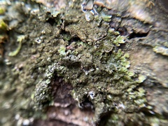 Melanelixia glabratula