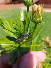 Anoplocnemis curvipes