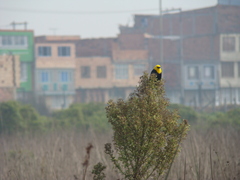 Chrysomus icterocephalus