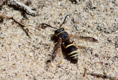 Euodynerus castigatus