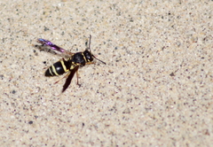Euodynerus castigatus