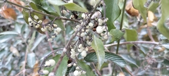 Chiococca alba