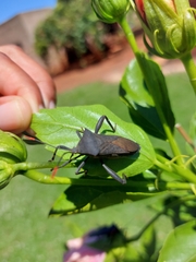 Anoplocnemis curvipes