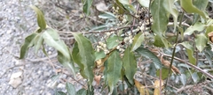 Chiococca alba