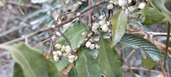 Chiococca alba