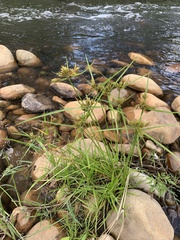 Cyperus polystachyos polystachyos