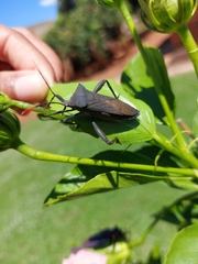 Anoplocnemis curvipes