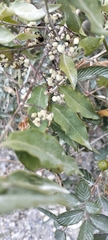 Chiococca alba