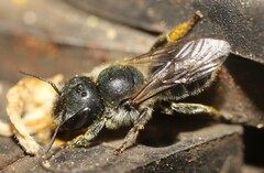 Osmia caerulescens