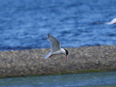 Sterna hirundinacea