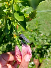 Anoplocnemis curvipes