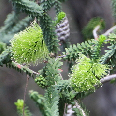 Melaleuca diosmifolia