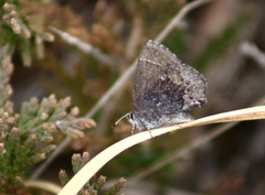 Callophrys polios