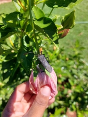 Anoplocnemis curvipes
