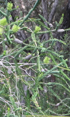 Melaleuca diosmifolia