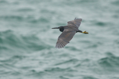 Egretta sacra