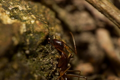Camponotus mitis