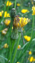 Lestes undulatus