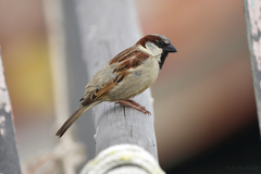 Passer domesticus indicus