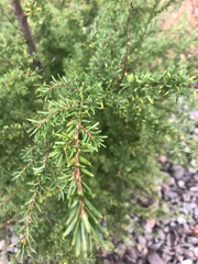 Tsuga heterophylla