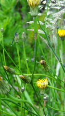 Lestes undulatus